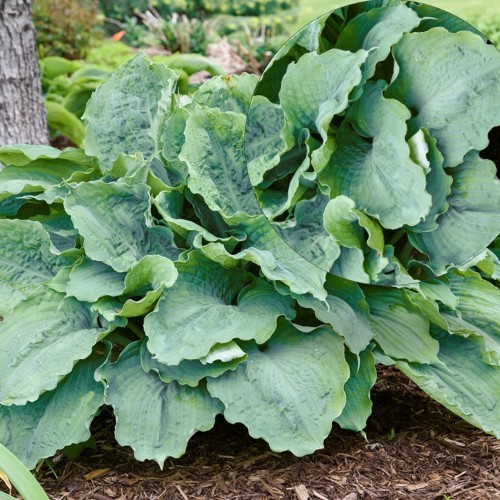 Hosta 'Shadowland Diamond Lake' - Hosta 'Shadowland Diamond Lake' P9/0,55L  